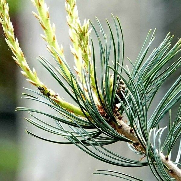 Pinus parviflora Máis