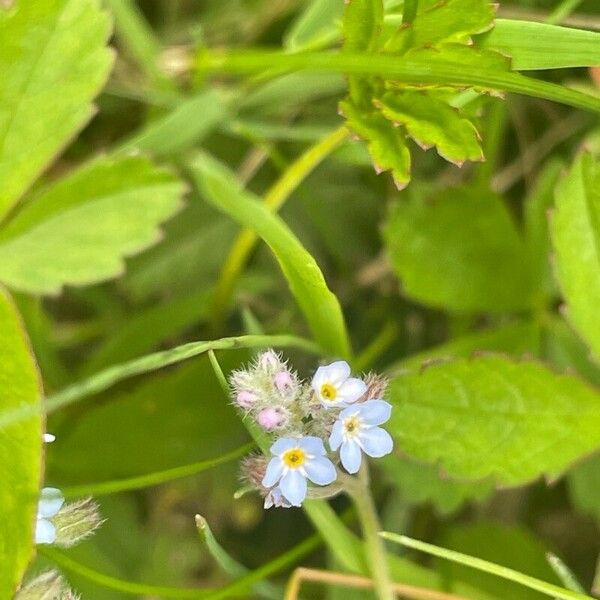 Myosotis arvensis Cvet