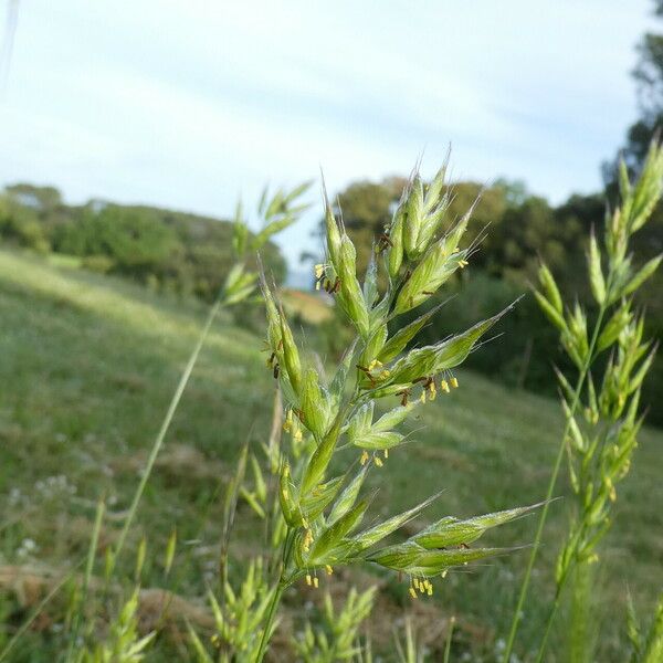 Bromus hordeaceus Rinde