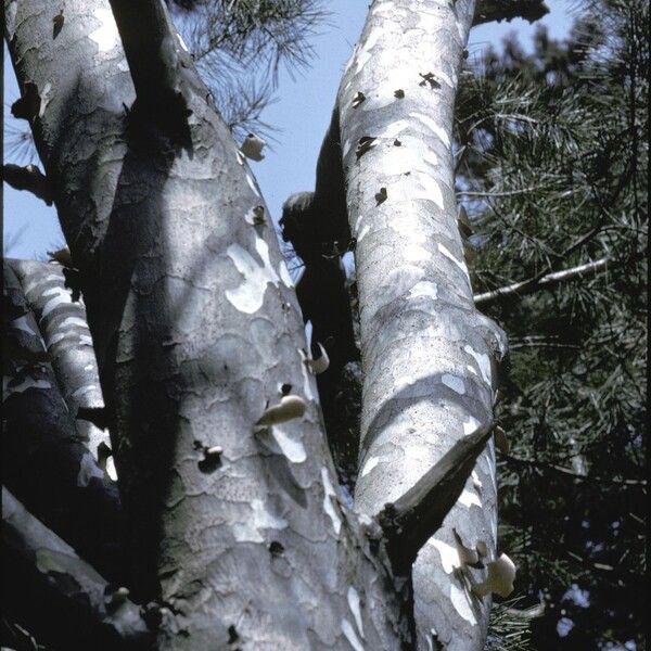 Pinus bungeana Kéreg