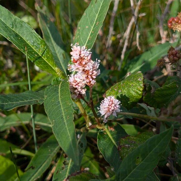 Persicaria amphibia Flower