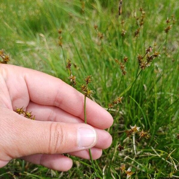 Carex echinata Flower