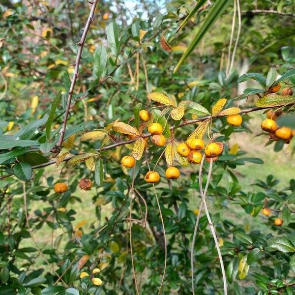 Pyracantha crenulata ফল