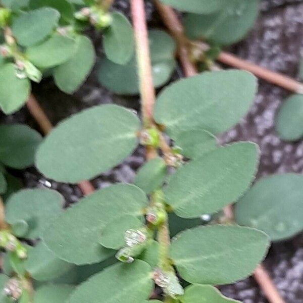 Euphorbia prostrata برگ