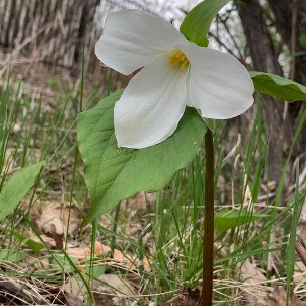 Trillium grandiflorum Žiedas