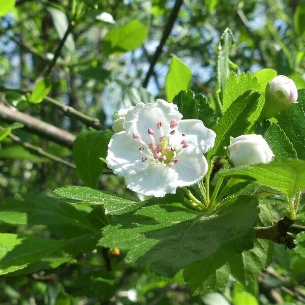 Crataegus laevigata Blomst