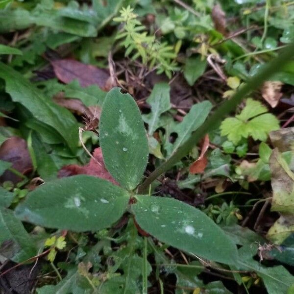 Trifolium pratense Лист