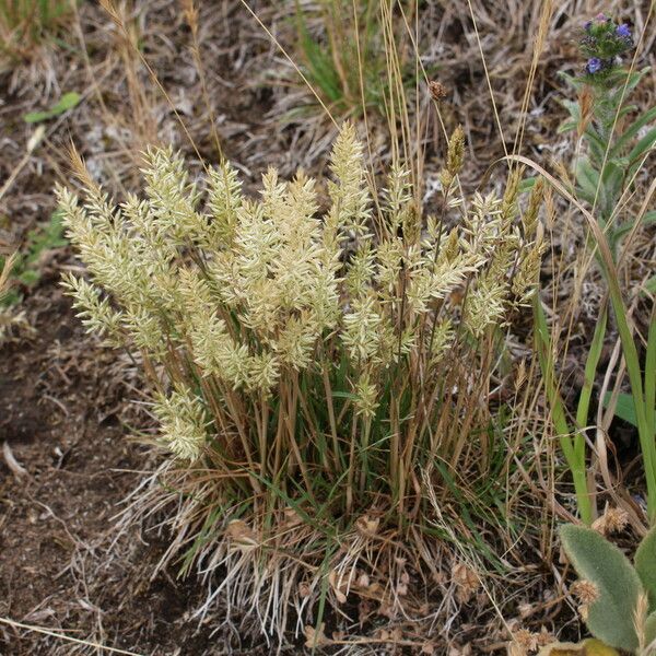 Koeleria macrantha Staniste