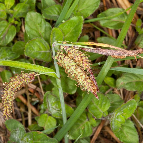 Carex flacca 果實