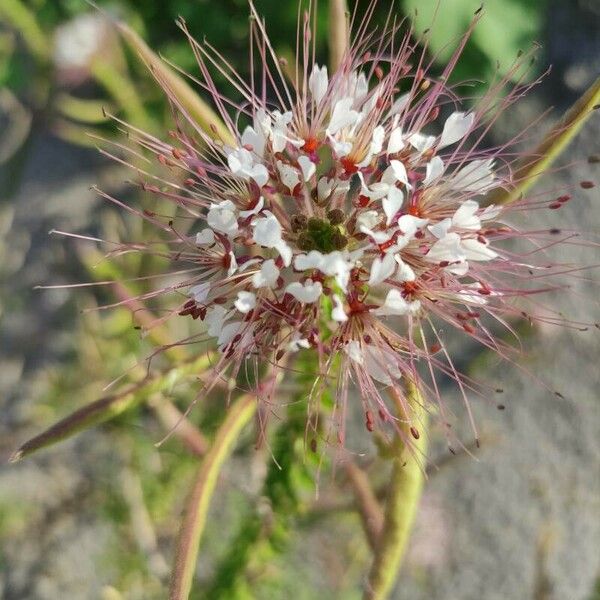 Cleome dodecandra Кветка