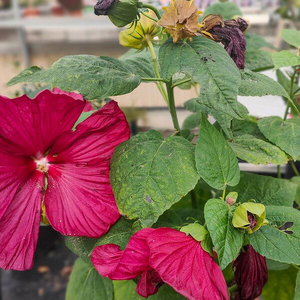 Hibiscus moscheutos Hábito