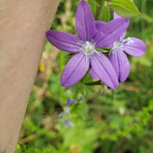 Triodanis perfoliata Õis