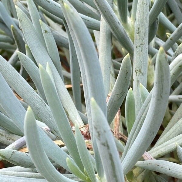 Curio talinoides Blatt