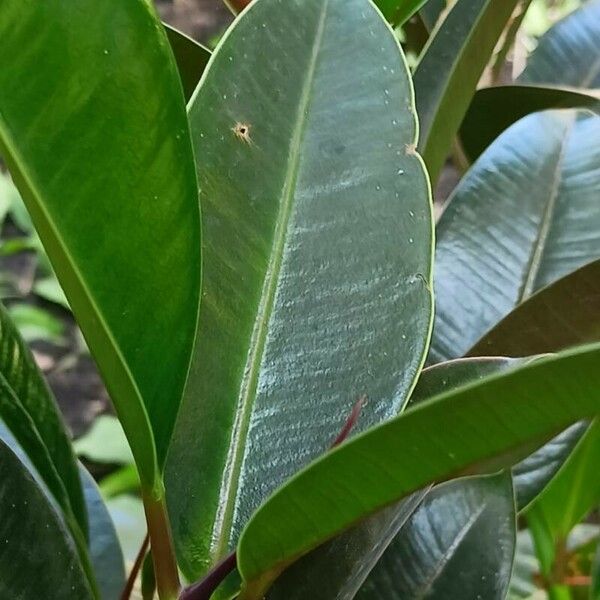 Ficus elastica Leaf