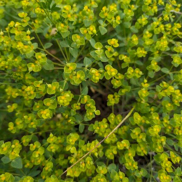 Euphorbia seguieriana Hábito