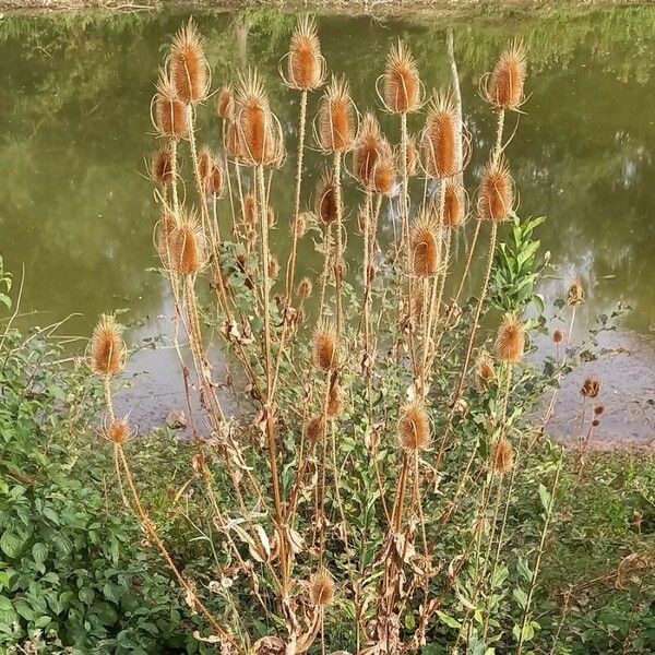 Dipsacus fullonum Характер