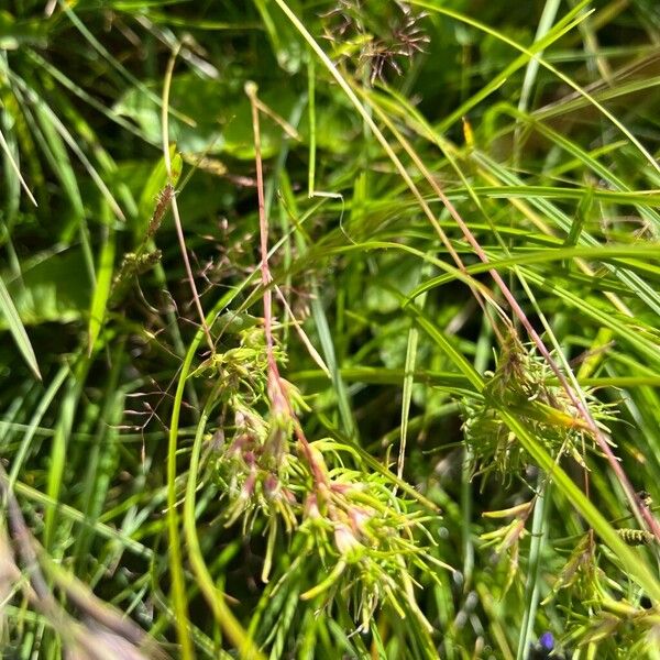 Poa alpina Leaf