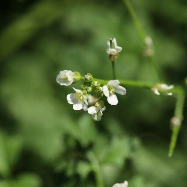 Cardamine occulta Flors