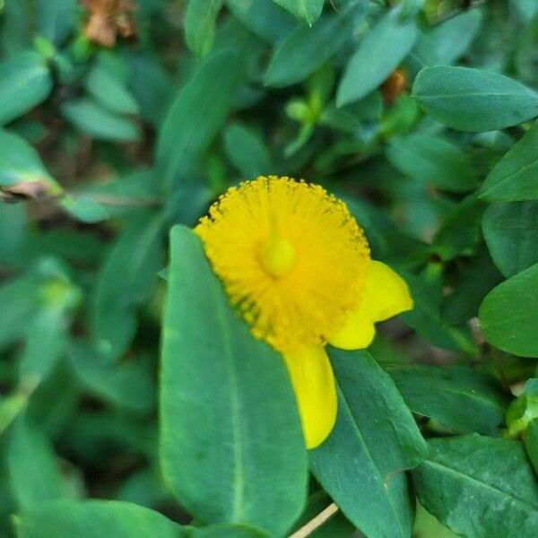 Hypericum frondosum Floro