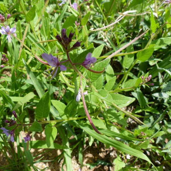 Cleome monophylla Habit