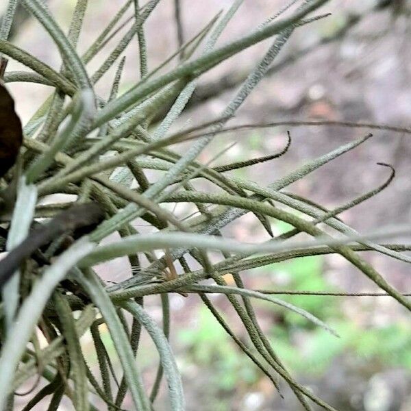 Tillandsia recurvata Leaf