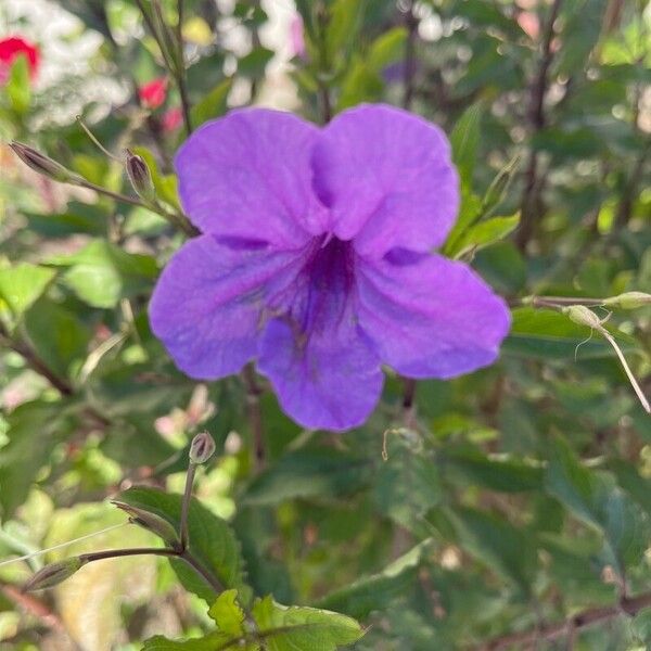 Ruellia ciliatiflora Blomst