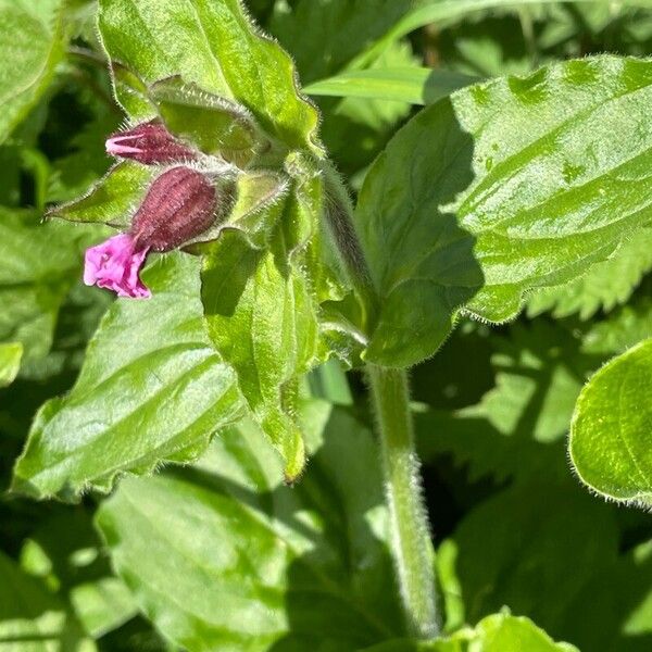 Silene dioica Pokrój