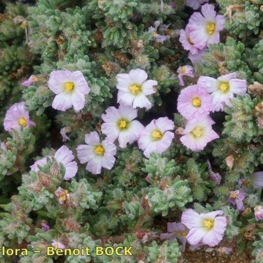 Frankenia pulverulenta Habit