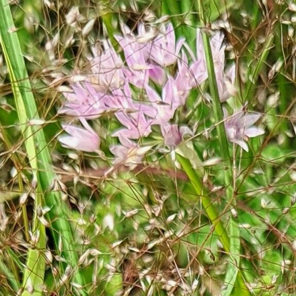 Allium unifolium പുഷ്പം