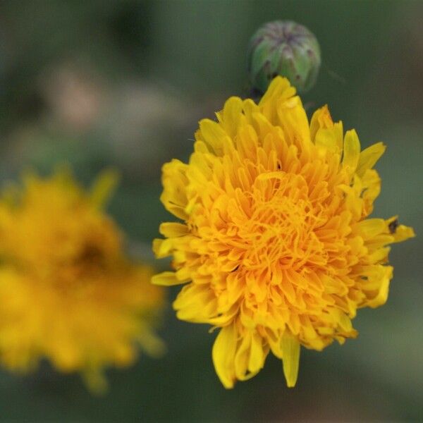 Sonchus maritimus Blodyn