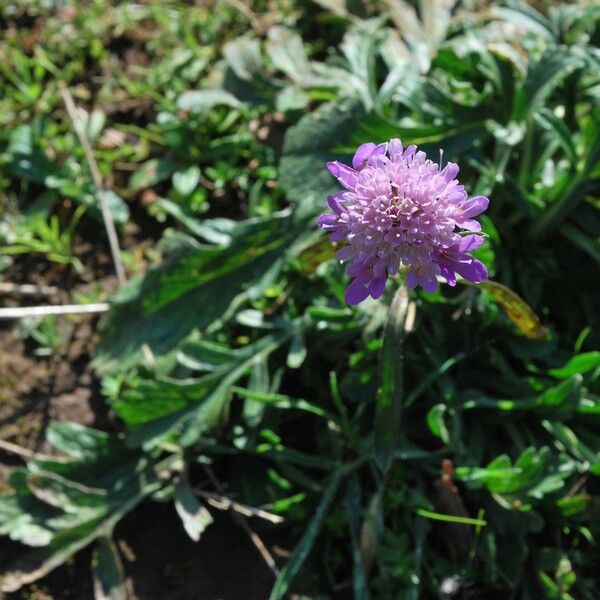 Knautia collina Blomma