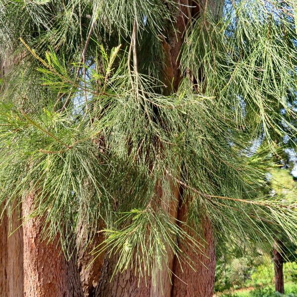 Casuarina cunninghamiana Levél