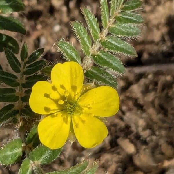 Tribulus terrestris Flower