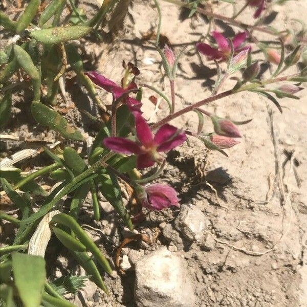 Krameria lanceolata Blomst