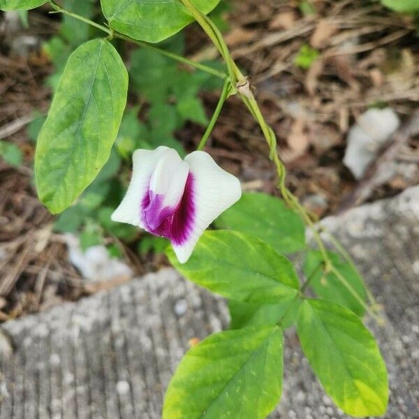 Centrosema plumieri Flor