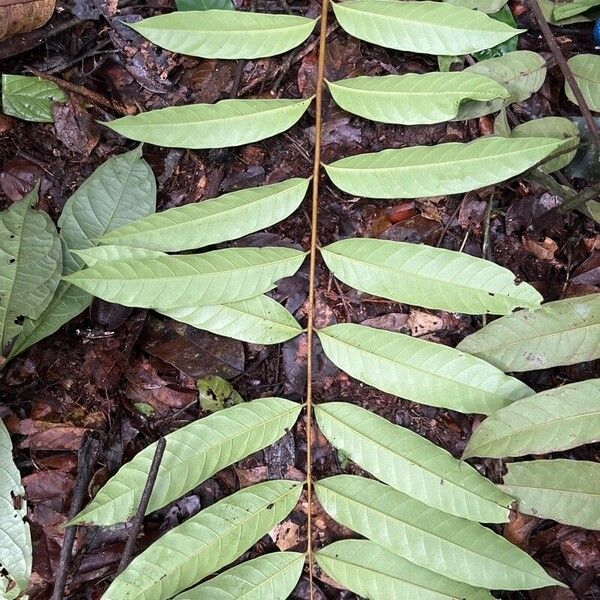 Trichoscypha acuminata Leaf