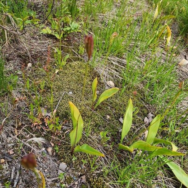 Erythronium grandiflorum Folha