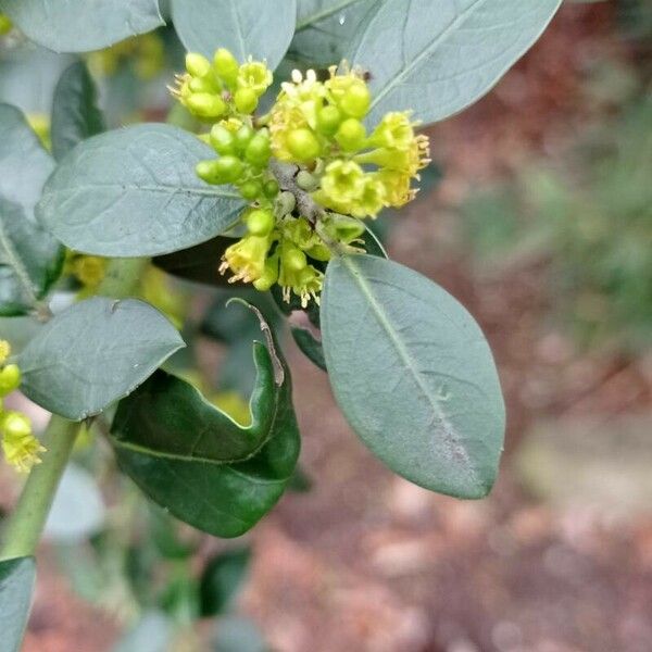 Rhamnus alaternus Blomst