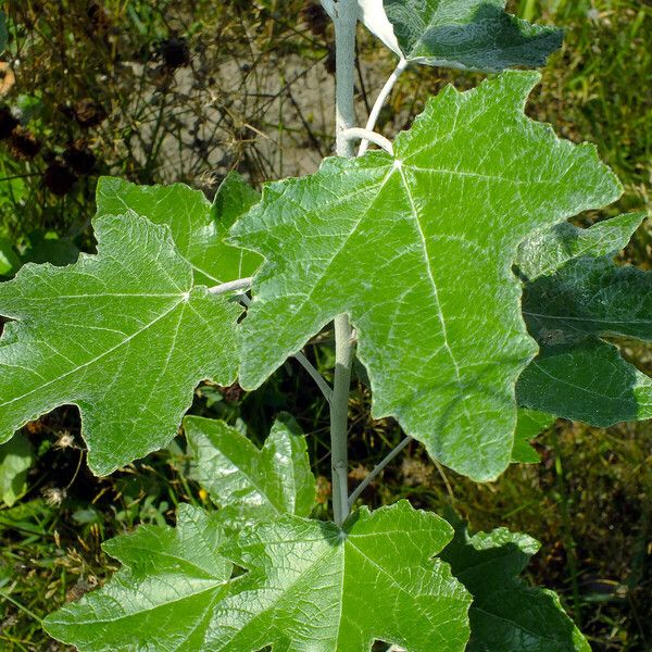 Populus alba Φύλλο