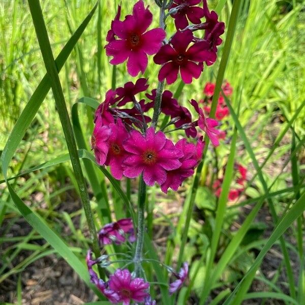 Primula japonica Цвят