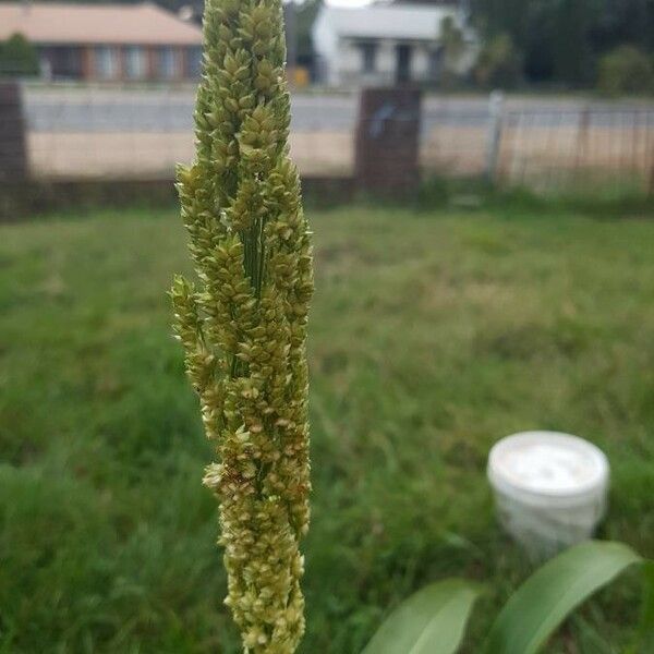 Sorghum bicolor Fruit