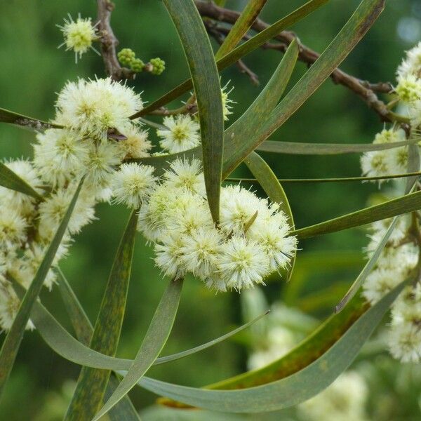 Acacia heterophylla Flor