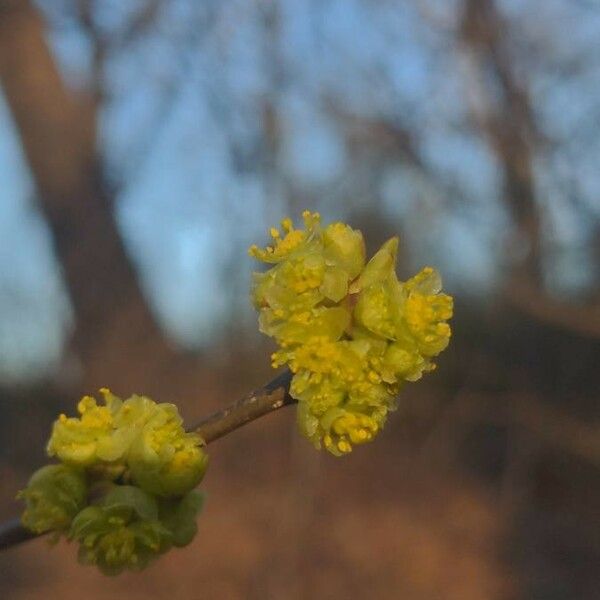 Lindera benzoin Blüte