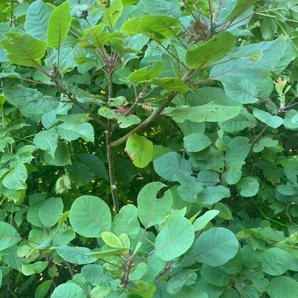 Cotinus obovatus Blad