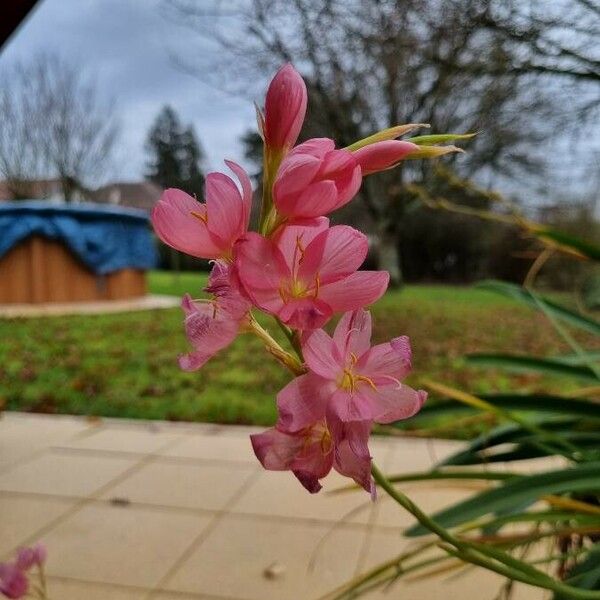 Watsonia borbonica Kwiat