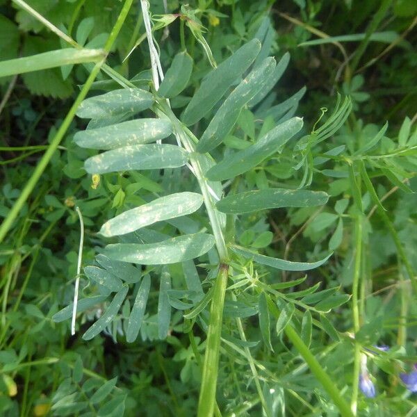 Vicia onobrychioides 葉