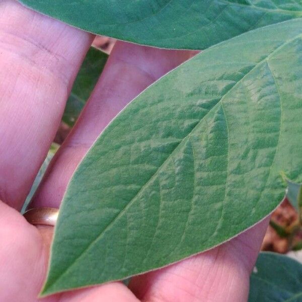 Crotalaria micans Hoja