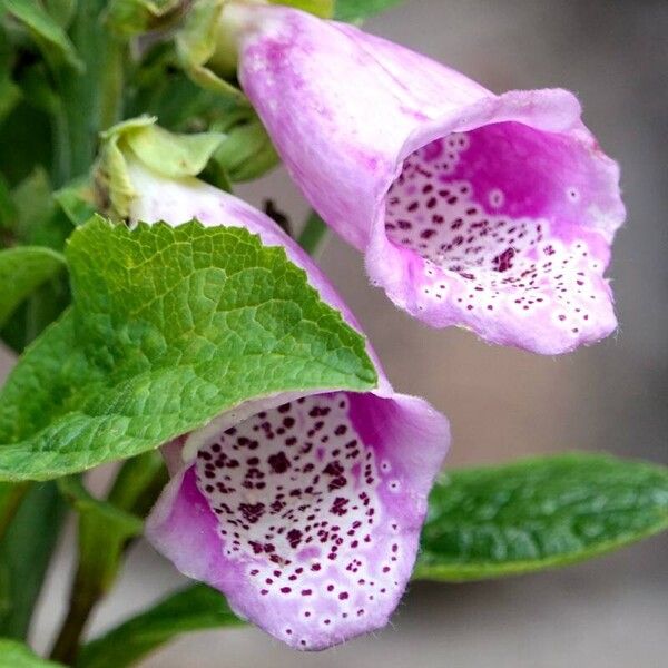 Digitalis purpurea फूल