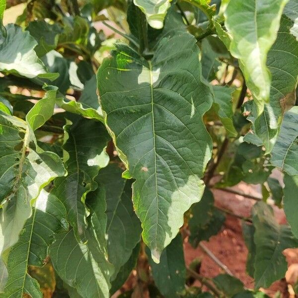 Croton megalocarpus Feuille