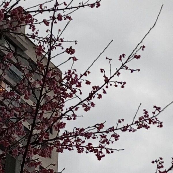 Prunus campanulata Flower